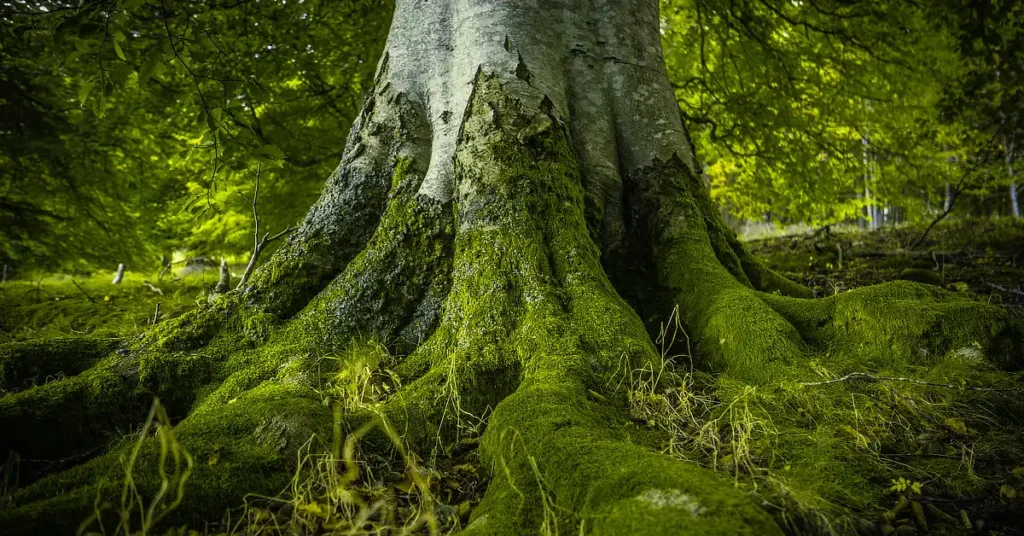 Base of a large tree with moss-covered roots in a forest.