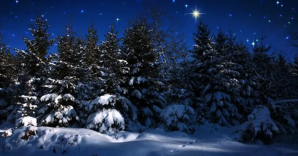 Snow-covered pine trees in a forest at night, with a clear sky filled with bright stars.