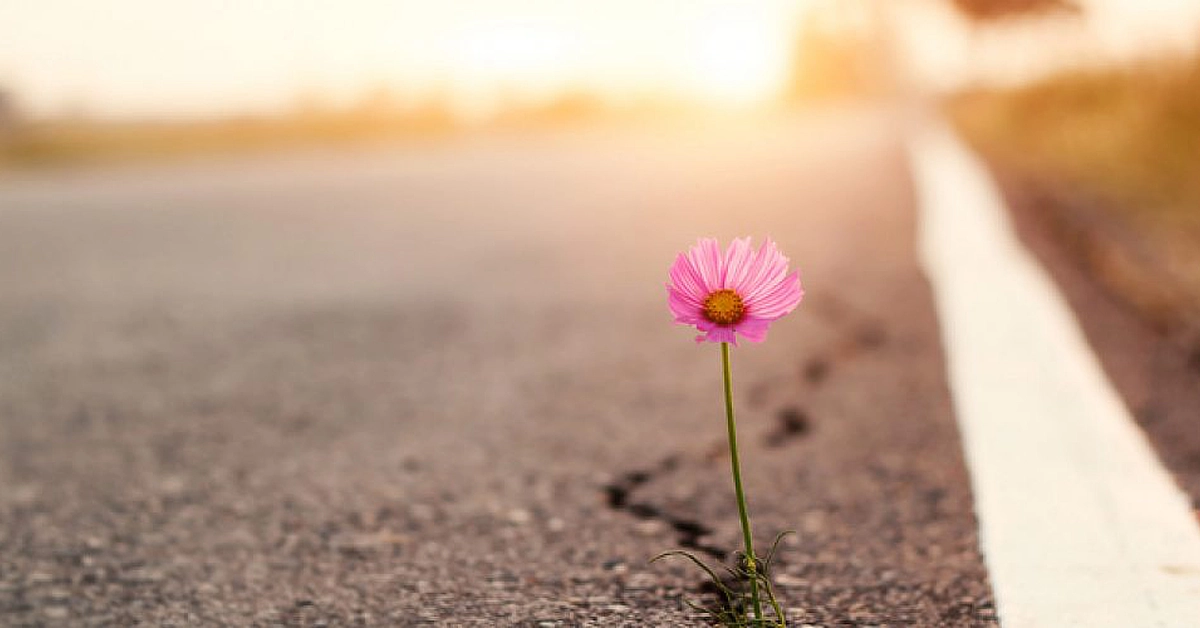 Single pink flower growing through a crack in the pavement beside a road, illuminated by soft sunlight.