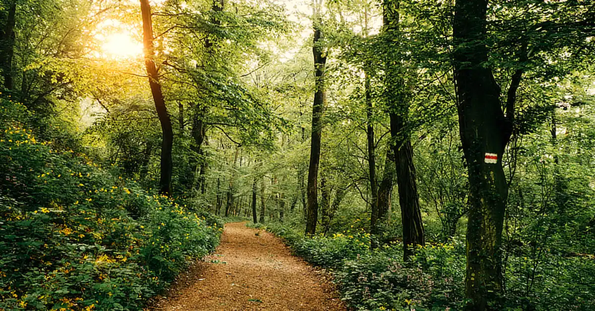 A sunlit dirt path winds through a lush, green forest with tall trees and dense foliage. A tree along the path has a trail marker painted on it, and wildflowers line the edges of the trail.