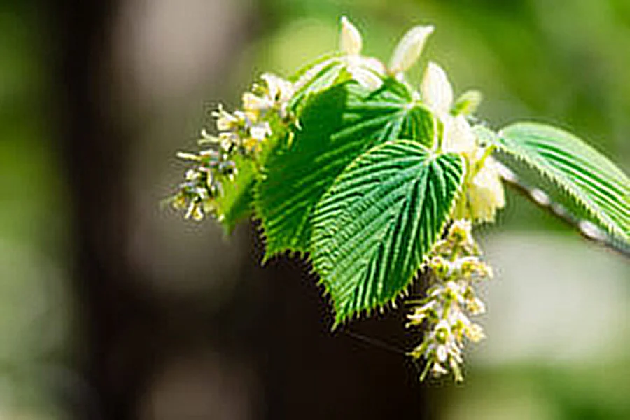 Close-up of hornbeam with a blurred natural background.