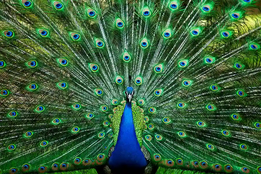 A peacock with its tail fully fanned out, displaying vibrant and detailed feathers with eye-like patterns.