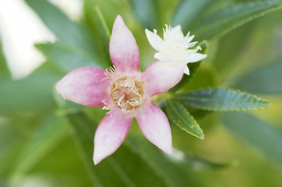 Close-up of a Cerato, a small flower with five petals, surrounded by green leaves, with another smaller flower in the background.