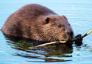 A beaver in the water, chewing on a branch. The beaver has a wet, glossy fur and is partially submerged, showcasing its natural habitat.