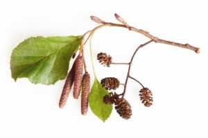 A branch of an aspen tree featuring green leaves, catkins, and small, brown seed cones. The image highlights the distinctive elements of the aspen tree, including its leaves and reproductive structures against a white background.