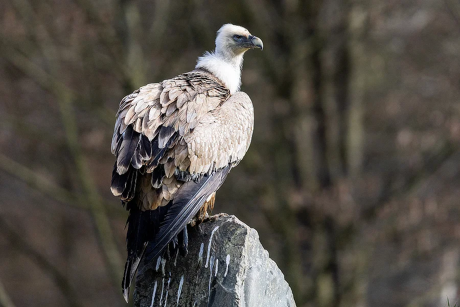 Vulture perched on a rock, looking into the distance.