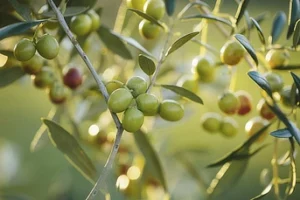 Close-up of olive branches with clusters of green and ripening olives against a soft, blurred background.