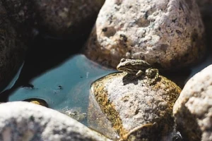 A small frog sitting on a wet, sunlit rock surrounded by other stones near a shallow pool of water.