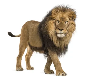 A majestic adult male lion with a thick, dark mane is walking forward on all fours. The lion’s intense gaze is focused straight ahead, showing confidence and strength.