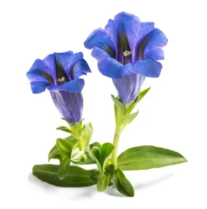 Two vibrant purple gentian flowers with green stems and leaves, isolated on a white background. The flowers have a trumpet-like shape with deep blue and purple tones, displaying intricate petal details.