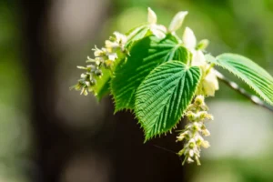 Close-up of hornbeam leaves and small yellowish flowers in bright sunlight.