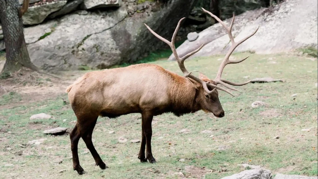 An elk with large, branching antlers grazes on grass in a natural, rocky outdoor environment.