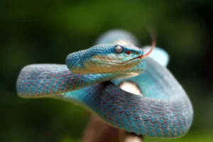 Vibrant blue snake coiled on a branch, flicking its tongue with a blurred green background.