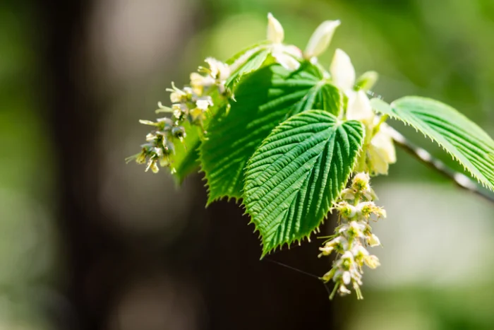 Close-up of hornbeam leaves and small yellowish flowers in bright sunlight.