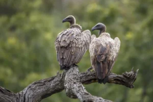 Two vultures perched on a gnarled tree branch, set against a blurred green natural background.