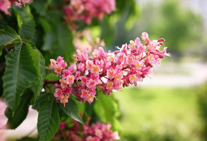 Red chestnut blossoms in full bloom on a tree branch, with vibrant green leaves and a soft blurred background.