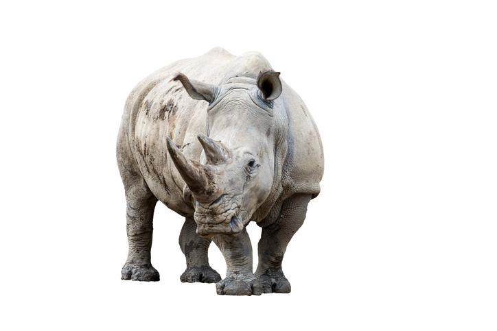 A solitary white rhinoceros standing on a white background, facing forward, showcasing its strong and sturdy build with a prominent horn.