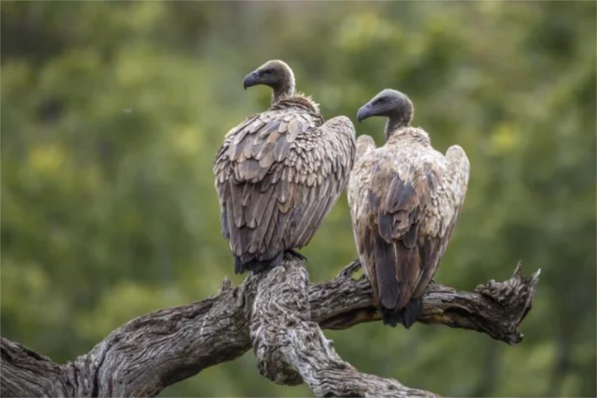 Two vultures perched on a twisted tree branch, gazing into the distance against a blurred green background.