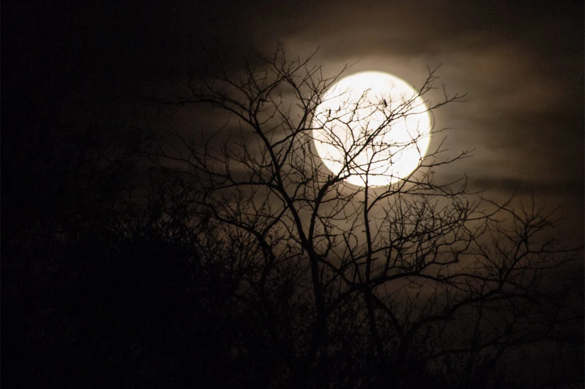 A glowing full moon shines through the silhouettes of bare tree branches against a dark, cloudy night sky, creating a mysterious and atmospheric scene.