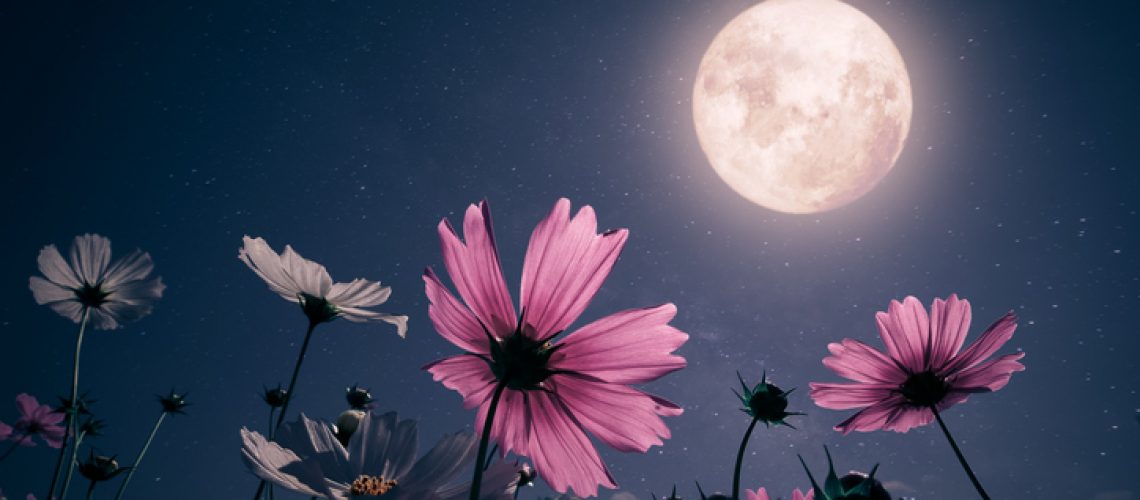 Romantic night scene - Beautiful pink flower blossom in garden with night skies and full moon. cosmos flower in night