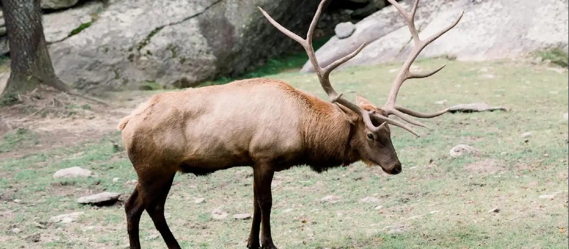 An elk with large, branching antlers grazes on grass in a natural, rocky outdoor environment.